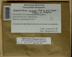 Niphotrichum elongatum (Ehrh. ex Frisvoll) Bedn.-Ochyra & Ochyra, Bryophytes, Bryophytes - Chukotka & Kamchatka (B21) (Russia)