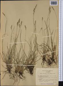 Danthonia decumbens (L.) DC., Western Europe (EUR) (Italy)