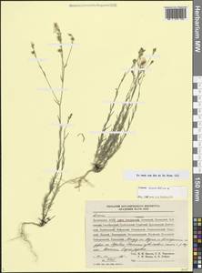 Linum tenuifolium L., Caucasus, Dagestan (K2) (Russia)