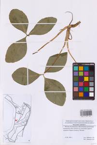 Menyanthes trifoliata L., Eastern Europe, Moscow region (E4a) (Russia)