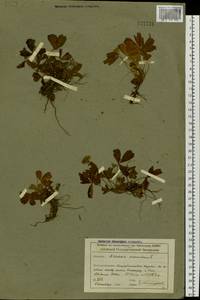 Sibbaldia procumbens L., Siberia, Altai & Sayany Mountains (S2) (Russia)