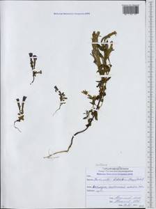 Gentianella biebersteinii (Bunge) Holub, Caucasus, North Ossetia, Ingushetia & Chechnya (K1c) (Russia)