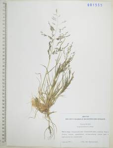 Eragrostis pilosa (L.) P.Beauv., Siberia, Russian Far East (S6) (Russia)