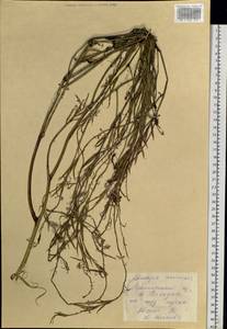 Sinapis arvensis L., Siberia, Russian Far East (S6) (Russia)