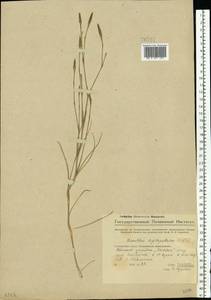 Dianthus leptopetalus Willd., Eastern Europe, Eastern region (E10) (Russia)