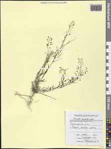 Thesium ramosum Hayne, Caucasus, Black Sea Shore (from Novorossiysk to Adler) (K3) (Russia)