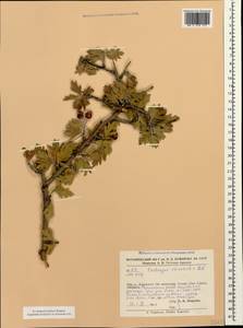 Crataegus orientalis Pall. ex M. Bieb., Caucasus, Armenia (K5) (Armenia)