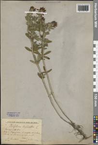 Trifolium lupinaster L., Siberia, Baikal & Transbaikal region (S4) (Russia)