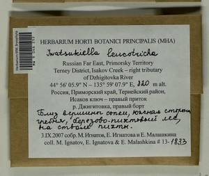 Iwatsukiella leucotricha (Mitt.) W.R. Buck & H.A. Crum, Bryophytes, Bryophytes - Russian Far East (excl. Chukotka & Kamchatka) (B20) (Russia)