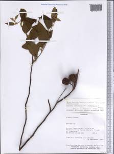 Guazuma ulmifolia Lam., America (AMER) (Paraguay)
