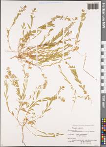 Polygala vulgaris L., Eastern Europe, Moscow region (E4a) (Russia)