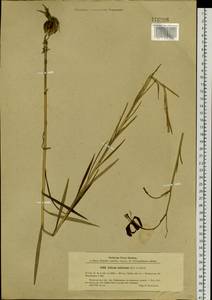 Lilium callosum Siebold & Zucc., Siberia, Russian Far East (S6) (Russia)