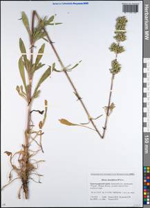 Silene densiflora, Caucasus, Krasnodar Krai & Adygea (K1a) (Russia)