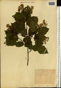 Acer tataricum L., Eastern Europe, Middle Volga region (E8) (Russia)