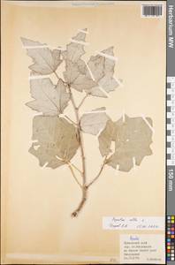 Populus alba L., Siberia, Russian Far East (S6) (Russia)