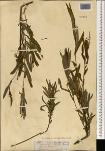 Salix miyabeana Seemen, Mongolia (MONG) (Mongolia)