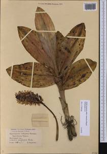Orchis purpurea subsp. caucasica (Regel) B.Baumann, H.Baumann, R.Lorenz & Ruedi Peter, Caucasus, Black Sea Shore (from Novorossiysk to Adler) (K3) (Russia)