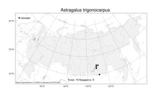 Astragalus trigonocarpus (Turcz.) Bunge, Atlas of the Russian Flora (FLORUS) (Russia)