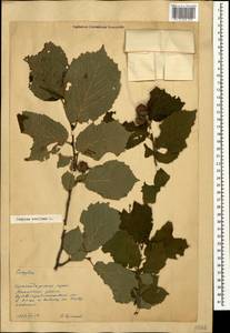 Corylus avellana L., Caucasus, Black Sea Shore (from Novorossiysk to Adler) (K3) (Russia)