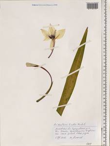 Gladiolus murielae Kelway, Eastern Europe, Moscow region (E4a) (Russia)