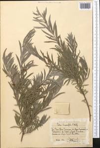 Salix blakii Görz, Middle Asia, Western Tian Shan & Karatau (M3) (Uzbekistan)