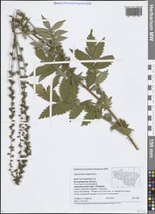 Agrimonia eupatoria L., Eastern Europe, Central region (E4) (Russia)
