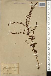 Rumex pulcher L., Caucasus, Abkhazia (K4a) (Abkhazia)