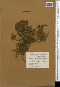 Pseudocherleria imbricata (M. Bieb.) Dillenb. & Kadereit, Caucasus, Dagestan (K2) (Russia)