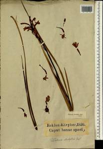 Watsonia strictiflora Ker Gawl., Africa (AFR) (South Africa)