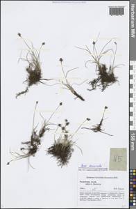 Carex duriuscula C.A.Mey., Siberia, Altai & Sayany Mountains (S2) (Russia)