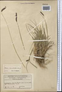 Hordeum brevisubulatum (Trin.) Link, Middle Asia, Western Tian Shan & Karatau (M3) (Kyrgyzstan)