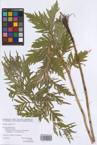Lycopus exaltatus L.f., Eastern Europe, Central forest-and-steppe region (E6) (Russia)