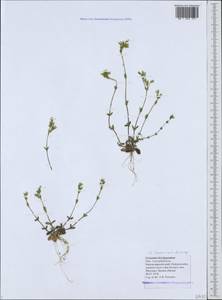 Cerastium brachypetalum subsp. tauricum (Spreng.) Murb., Caucasus, Black Sea Shore (from Novorossiysk to Adler) (K3) (Russia)