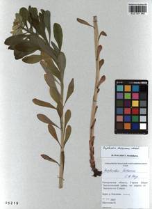 KUZ 001 545, Euphorbia pilosa L., Siberia, Altai & Sayany Mountains (S2) (Russia)