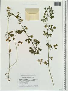 Medicago polymorpha L., Crimea (KRYM) (Russia)
