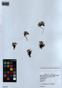 Potentilla acaulis L., Siberia, Altai & Sayany Mountains (S2) (Russia)