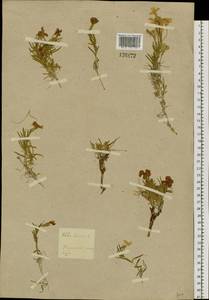 Phlox sibirica L., Siberia, Baikal & Transbaikal region (S4) (Russia)