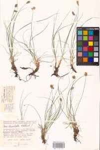 Carex stenophylla Wahlenb., Eastern Europe, Lower Volga region (E9) (Russia)