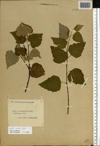 Betula pendula Roth, Eastern Europe, Central forest region (E5) (Russia)