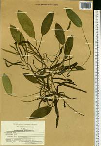 Potamogeton gramineus L., Eastern Europe, Central region (E4) (Russia)