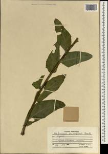 Verbascum erianthum Benth., South Asia, South Asia (Asia outside ex-Soviet states and Mongolia) (ASIA) (Afghanistan)