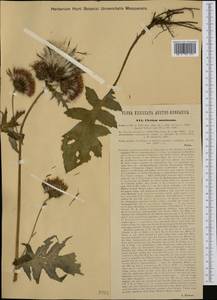 Cirsium alsophilum (Pollini) Greuter, Western Europe (EUR) (Italy)