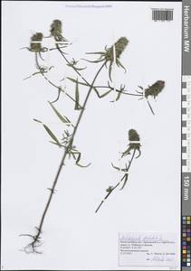 Melampyrum cristatum L., Eastern Europe, Volga-Kama region (E7) (Russia)