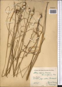 Allium caeruleum Pall., Middle Asia, Syr-Darian deserts & Kyzylkum (M7) (Uzbekistan)