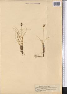 Carex physodes M.Bieb., Middle Asia, Muyunkumy, Balkhash & Betpak-Dala (M9) (Kazakhstan)