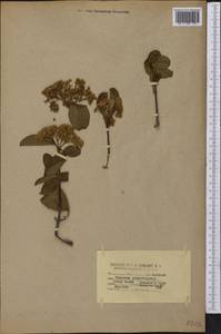 Viburnum prunifolium L., America (AMER) (United States)