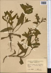 Lycopsis arvensis subsp. orientalis (L.) Kuzn., Middle Asia, Western Tian Shan & Karatau (M3) (Uzbekistan)
