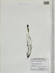 Gentianopsis barbata (Froel.) Ma, Siberia, Central Siberia (S3) (Russia)