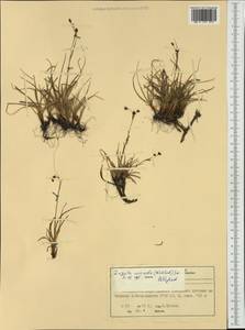 Luzula arcuata (Wahlenb.) Sw., Western Europe (EUR) (Norway)