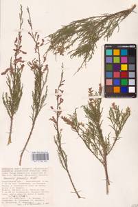 Tamarix gracilis Willd., Eastern Europe, Lower Volga region (E9) (Russia)